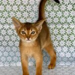 Zhaklin-female-Abyssinian-cat-puppy-for-sale-1 (1)