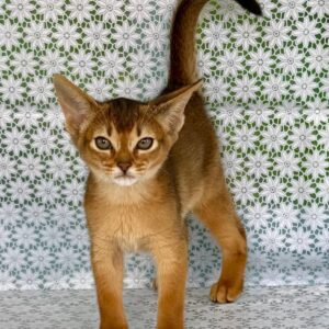 Zhaklin Abyssinian