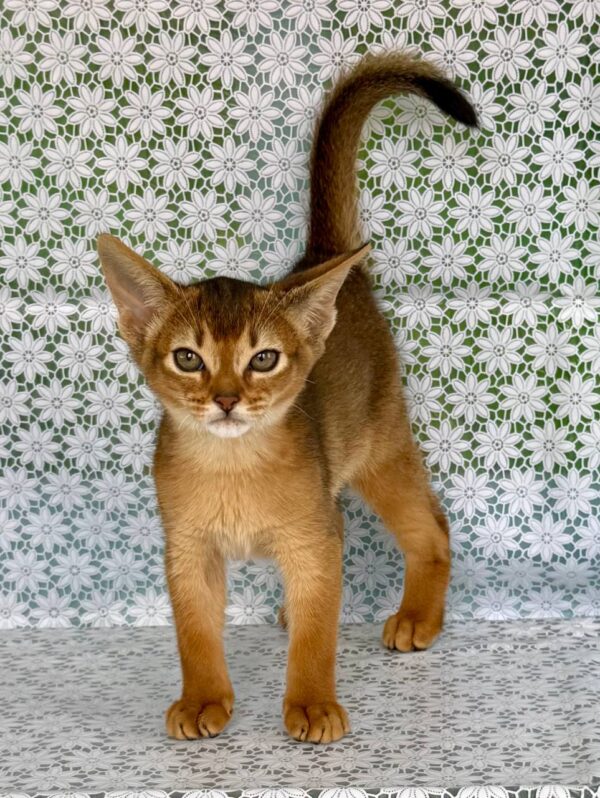 Zhaklin Abyssinian