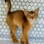 Bastet Abyssinian