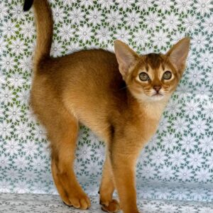Zhaklin Abyssinian