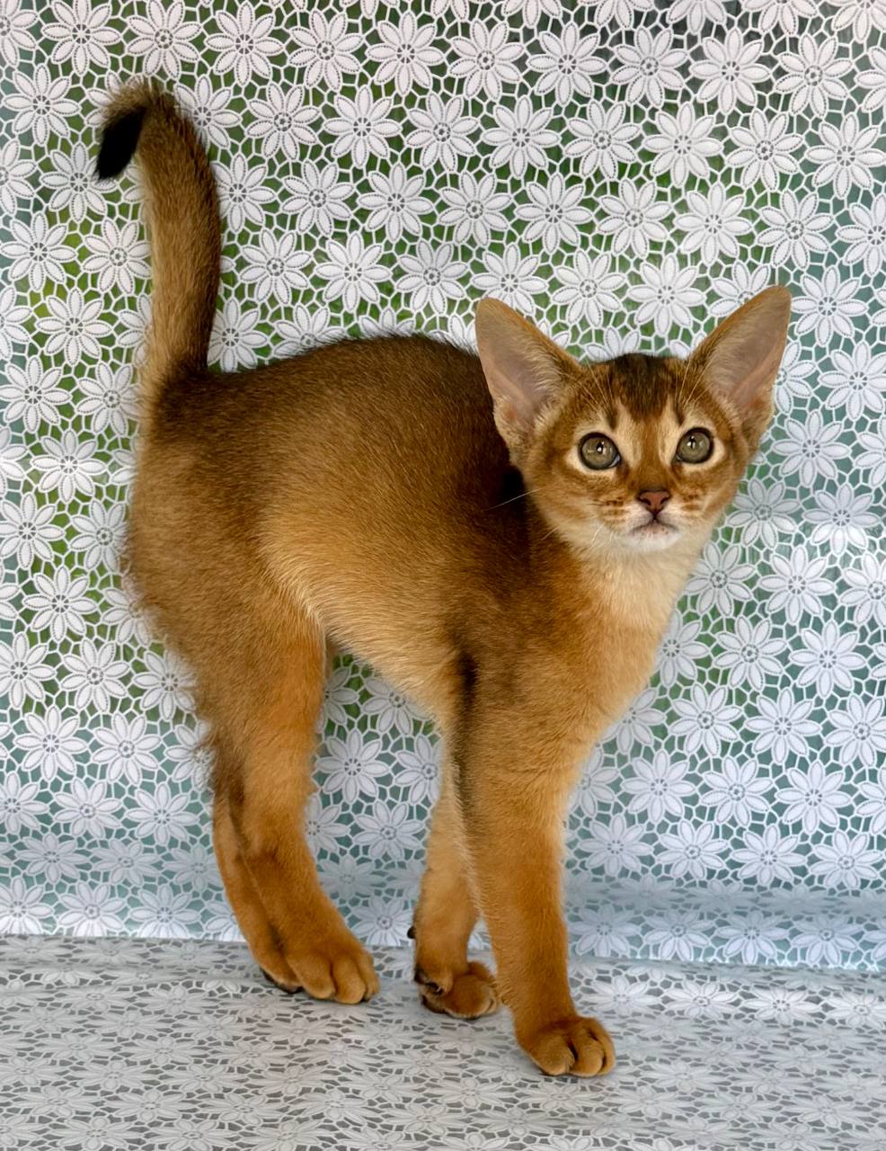 Zhaklin Abyssinian