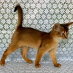 Zhaklin-female-Abyssinian-cat-puppy-for-sale-1 (3)