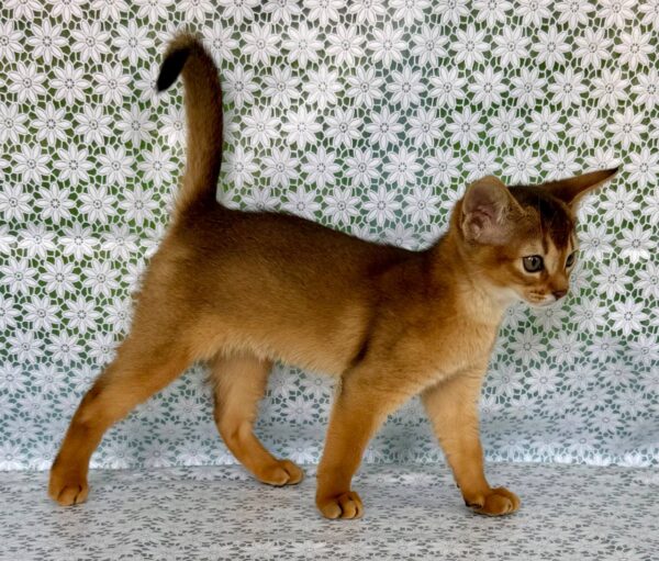 Zhaklin Abyssinian