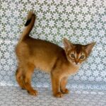 Zhaklin-female-Abyssinian-cat-puppy-for-sale-1 (4)