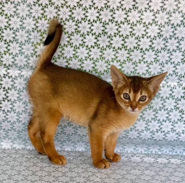 Zhaklin Abyssinian