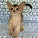 Elka Abyssinian