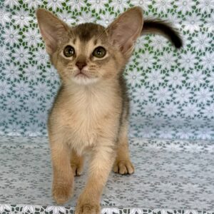 Zhasmin Abyssinian