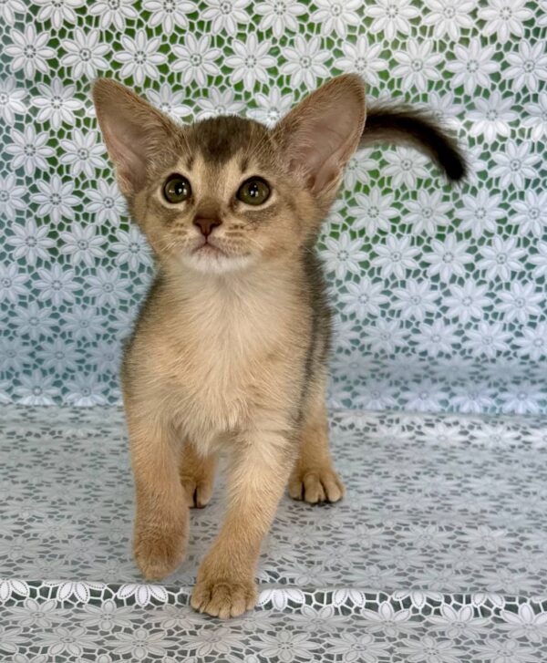 Zhasmin Abyssinian