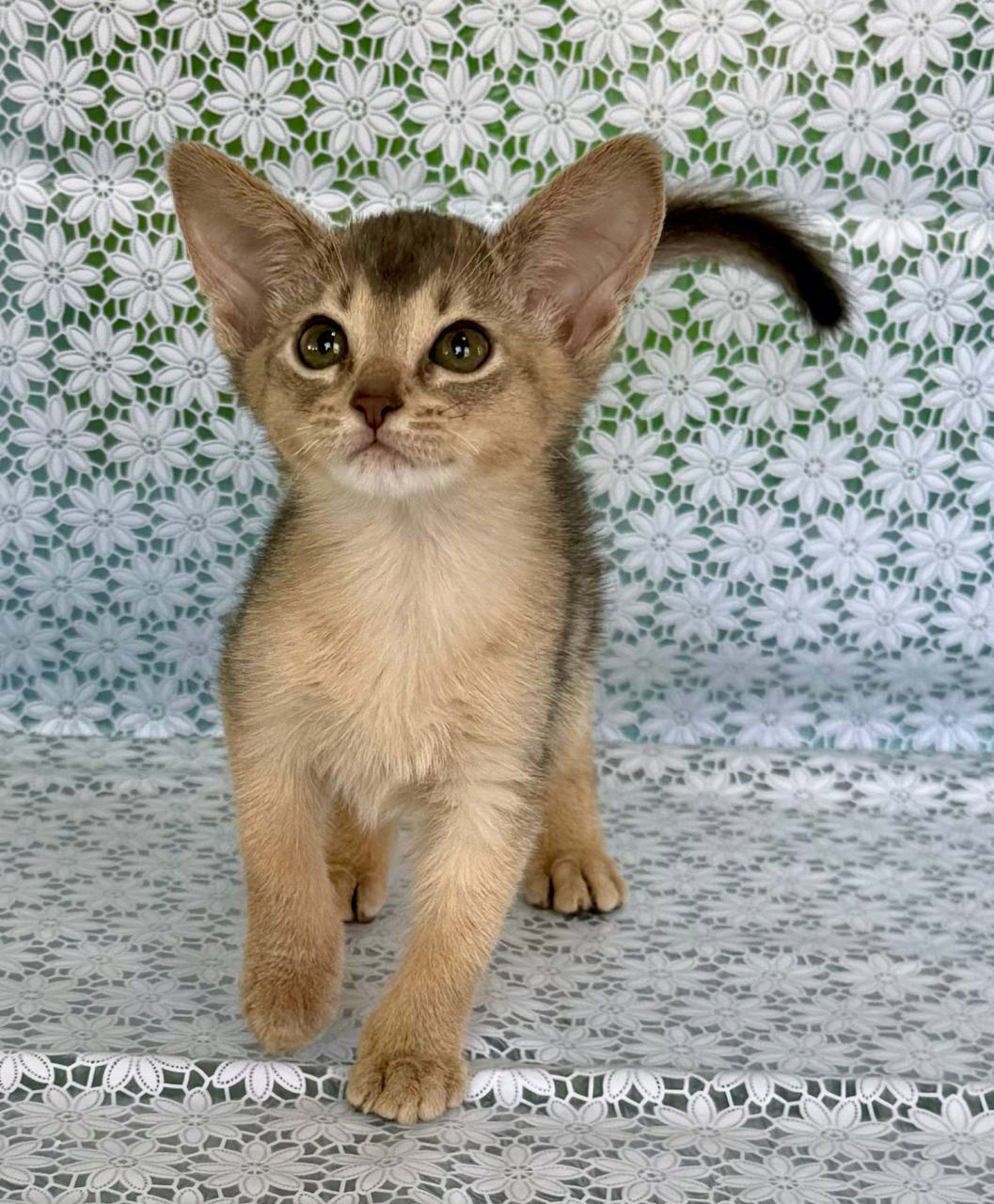 Zhasmin Abyssinian