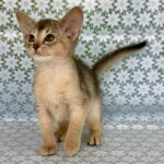 Zhasmin-female-Abyssinian-cat-puppy-for-sale-1 (2)