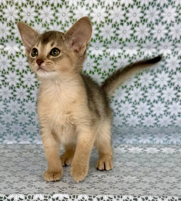 Zhasmin Abyssinian