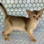 Zhasmin-female-Abyssinian-cat-puppy-for-sale-1 (3)