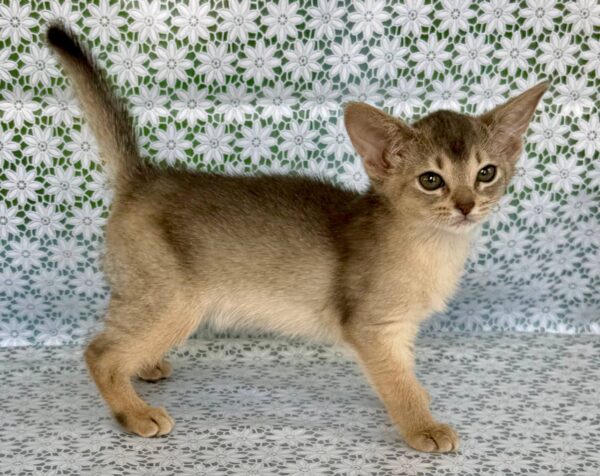 Zhasmin Abyssinian