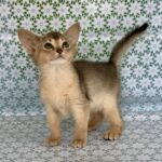 Zhasmin-female-Abyssinian-cat-puppy-for-sale-1 (4)