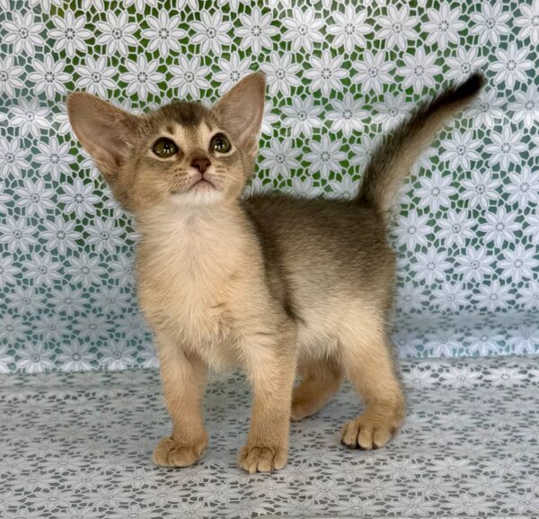 Zhasmin Abyssinian