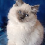 Abbu Siberian