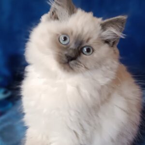 Вrenda Siberian