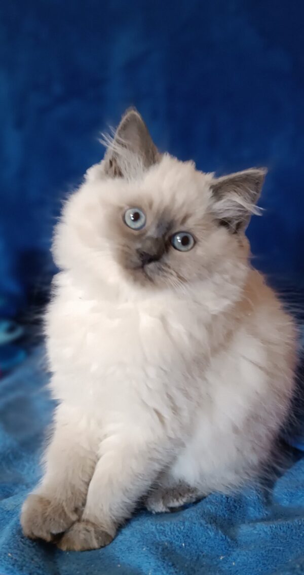 Вrenda Siberian
