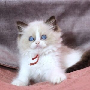 Mao Mao Ragdoll