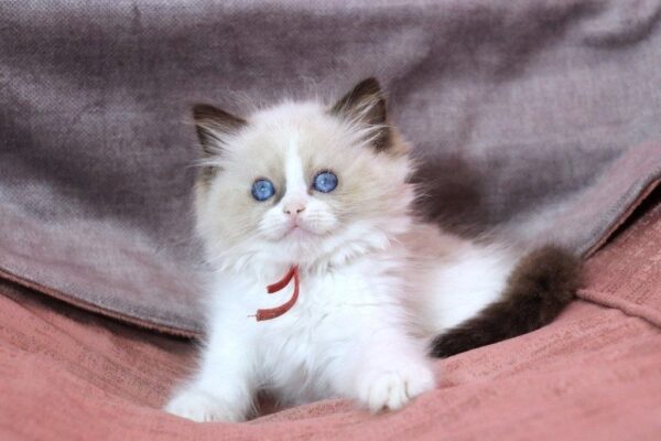 Mao Mao Ragdoll Mao Mao Ragdoll