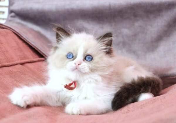 Mao Mao Ragdoll Mao Mao Ragdoll