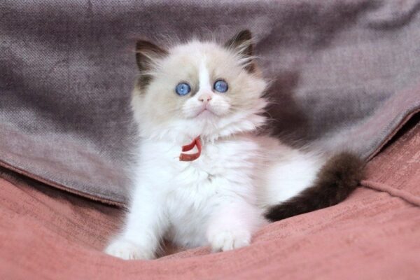 Mao Mao Ragdoll Mao Mao Ragdoll